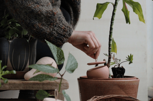 Olla à planter