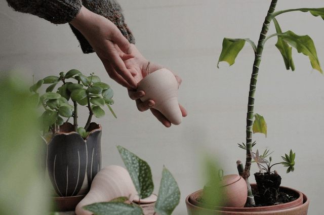 Olla à planter