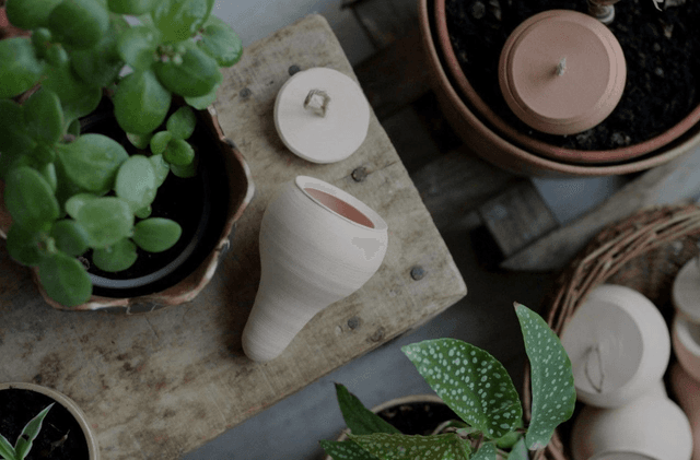 Olla à planter
